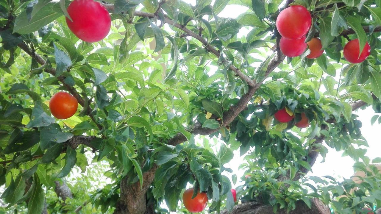 Ripe's Forest Garden Rome