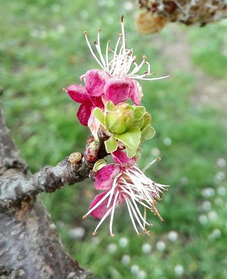Gasthof Ripe's Forest Garden Rom